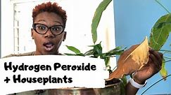 3 Benefits of Hydrogen Peroxide on Houseplants | Mix Ratio Treatment | Asiyah's Plant Life