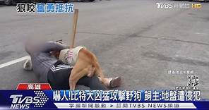 狠咬不放!比特犬凶猛攻擊野狗 飼主疑地盤遭侵犯｜TVBS新聞