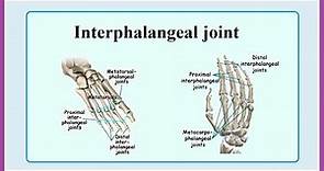interphalangeal joint