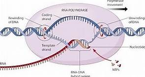 Patología de Robbins [Capitulo 7 - Neoplasias/ Parte 3] - Bases moleculares del cáncer
