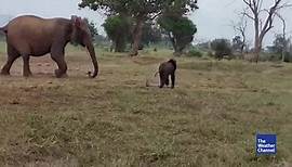 Geretteter Baby-Elefant sieht Mutter wieder - Videos from The Weather Channel