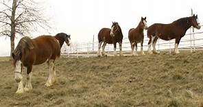 Super Bowl's Baby Clydesdale: A Budweiser Story | Nightline | ABC News