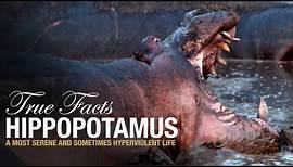 True Facts: Hippopotamus