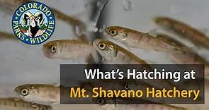 What’s Hatching at Mt. Shavano Hatchery