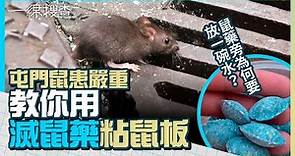 屯門蝴蝶邨鼠患嚴重 專家教用滅鼠藥及粘鼠板 老鼠藥旁為何要放一碗水？ #一線搜查