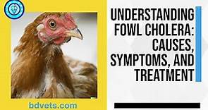 Understanding Fowl Cholera: Causes, Symptoms, and Treatment