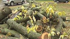 Possible tree service scam strikes again