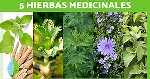 5 PLANTAS MEDICINALES y Para Qué Sirven 🌿✅ (Beneficios y Propiedades Medicinales)