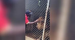 Jamaica: Lion bites off man's finger at zoo enclosure