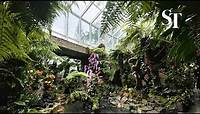 Tropical Montane Orchidetum: Explore more orchids and new attractions at the National Orchid Garden