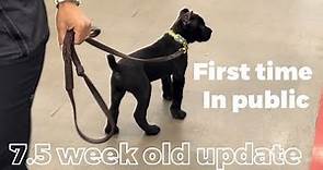 CANE CORSO puppies FIRST TIME in public place! #canecorso #dogtraining #dog