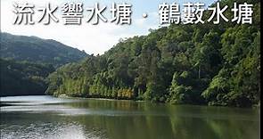 流水響水塘．鶴藪水塘 | 新手行山 | 落羽松紅葉 | Lau Shui Heung Reservoir | Hok Tau Reservoir | Hong Kong Hiking Vlog #1