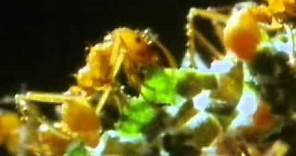 Las hormigas, documental discovery channel