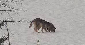 IL VIDEO. Quattro giovani lupi e i giochi sulla neve: "Una femmina adulta bada a loro in attesa del ritorno dei genitori"