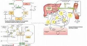 síntesis colesterol regulación transporte bioquímica Harper
