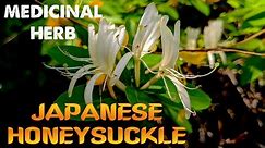 Japanese Honeysuckle: AN INVASIVE MEDICINAL PLANT! (Lonicera japonica) Identification & Uses