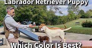 Labrador Retriever | Which Color Is Right For You?