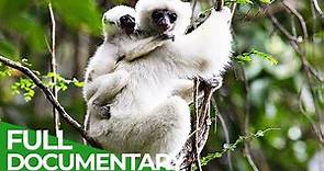 Trouble in Paradise - The Last Lemurs of Madagascar | Free Documentary Nature