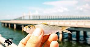Small Baits Catch Big Fish at Skyway Fishing Pier - Ft. See Ya Dude & JC Fishin