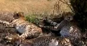 WILD-OLTRENATURA/ I cuccioli di Ghepardo rischiano la vita nella Savana (Video da Youtube)