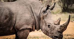 Mkomazi: Return of the Rhino