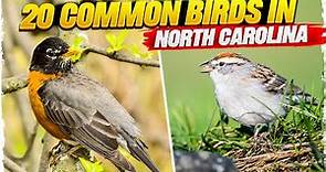 20 Common Birds in North Carolina