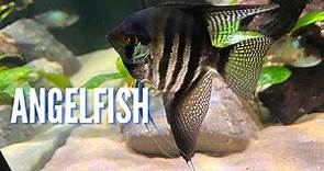 Freshwater Angelfish | Complete Care Guide & Species Profile