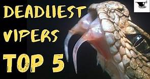 TOP 5 World's Deadliest Vipers | Venom