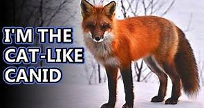 Fox facts: the quick, sly fox | Animal Fact Files
