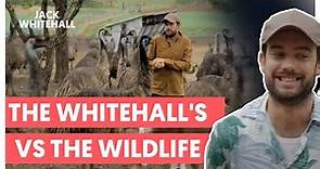 The Whitehalls vs The Wildlife | Jack Whitehall: Travels With My Father