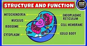 Structure and Function of a Cell | Cell Organelles | Biology