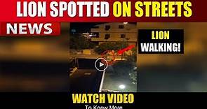 SHOCKING ! Lion Spotted Walking On Streets | Here’s the Full Story