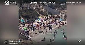 'People have to get out of the way': La Jolla Cove sea lions chasing each other in viral video
