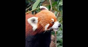 5 datos sobre el panda rojo 💚 que deberías conocer