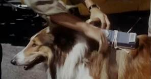 Lassie - Episode #421 - "A Time for Courage" - Season 13, Ep. 4 - 10/02/66