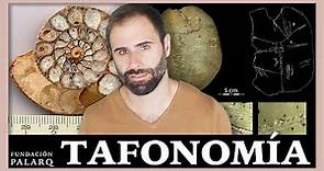 🤔 TAFONOMÍA ¿Qué es y para qué nos sirve en Paleontología?