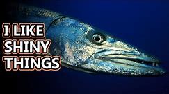 Barracuda facts: a torpedo-like fish | Animal Fact Files