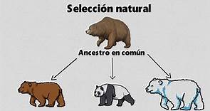 Charles Darwin y la evolución de las especies - La selección natural