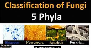 Fungi Classification || 5 Phyla with examples #fungi #biologyexams4u
