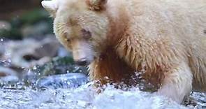 Spirit Bears of the Great Bear Rainforest