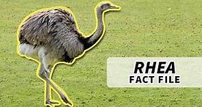Rhea Facts: NOT an Emu nor an Ostrich | Animal Fact Files
