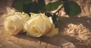 Que significa la rosa Blanca - Rosas blancas - Su significado