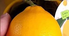 🍋 Цитрус Лимон Мейера | Citrus × limon 'Meyer' | @FlowersLand