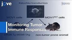 Orthotopic Model: Serous Ovarian Cancer-Immunocompetent Mice- Tumor Imaging l Protocol Preview