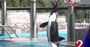 Blackfish - Trailer Italiano