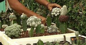 Hechos del Agro - El productor de cactus