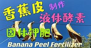 香蕉皮是好肥料？多种方法自制钾肥和酵素 Homemade banana peel fertiliser 用香蕉皮製作固體鉀肥和液體酵素 詳細操作方法 79