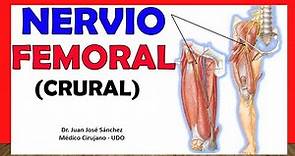 🥇 NERVIO FEMORAL (Crural), Anatomía. Explicación Fácil y Sencilla!