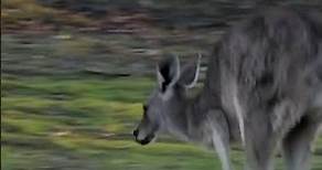 The Incredible Jumping Power of Kangaroos Exploring Australia's National Symbol