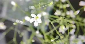 Gypsophila paniculata / baby's breath flower blooming in 40 seconds.